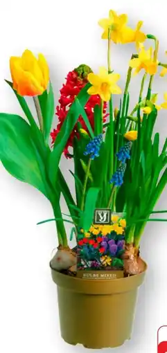 Edeka Blumenzwiebeln Mix Angebot