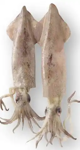 Scheck-in-Center Calamaretti Angebot