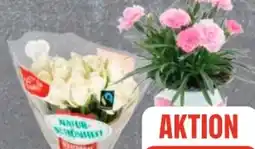 Edeka Frischemarkt Gut & Günstig Moosrosen Angebot