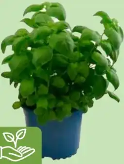 Edeka Edeka Bio Bio-Topfkräuter Angebot