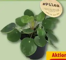 REWE Center Ufopflanze Angebot