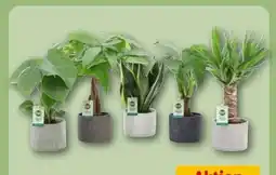 REWE Center Grünpflanzenmix in Keramik Angebot