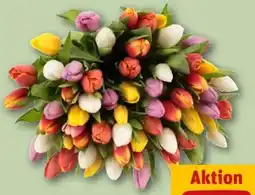 REWE Center Strauß Tulpen Rainbow Angebot