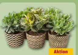 REWE Center Dickblatt Angebot