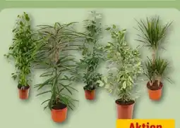 REWE Center Grünpflanzen Angebot