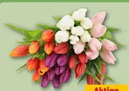 REWE Center Tulpen Angebot