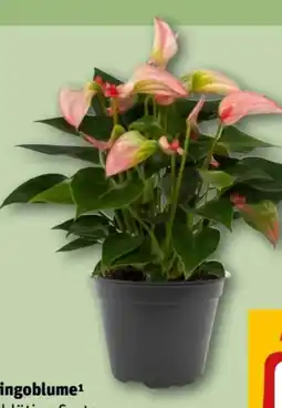 REWE Center Flamingoblume Angebot