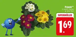 Edeka Primeln Angebot