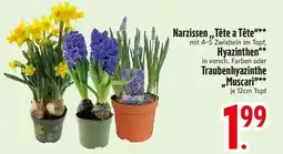 Edeka Narzissen,,Tête a Tête" Hyazinthen oder Traubenhyazinthe „Muscari" Angebot