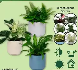 Aldi Nord Gardenline Grüne Wohn-Oase Angebot