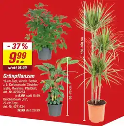 toom Baumarkt Grünpflanzen Angebot