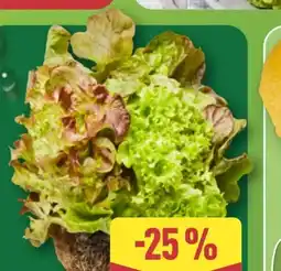 Aldi Nord Salate mit Wurzelballen Angebot