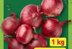 Aldi Nord Zwiebeln Angebot