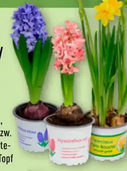 Aldi Nord Gardenline Hyazinthen Angebot