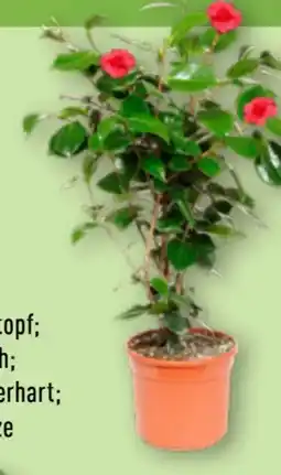 Aldi Nord Gardenline Kamelie Angebot