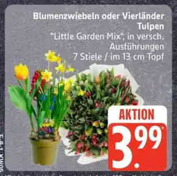 Edeka Blumenzwiebeln oder Vierländer Tulpen Angebot