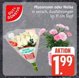 Edeka Moosrosen oder Nelke Angebot