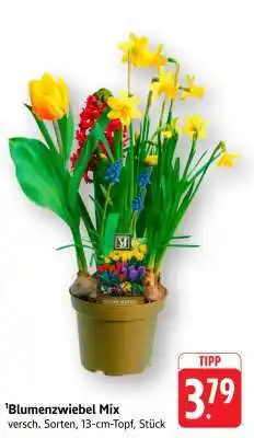 Edeka Blumenzwiebel Mix Angebot