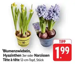 Edeka Blumenzwiebeln, Hyazinthen 3er oder Narzissen Tête à tête Angebot