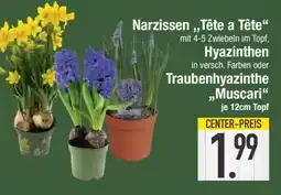 Edeka Narzissen 'Tête a Tête', Hyazinthen, Traubenhyazinthe 'Muscari' Angebot