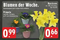 Edeka Blumen der Woche Angebot