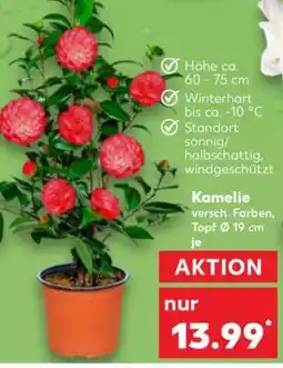 Kaufland Kamelie versch. Farben, Topf Ø 19 cm Angebot