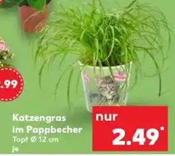 Kaufland Katzengras im Pappbecher Angebot