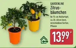 Aldi Nord GARDENLINE Zitrusbäumchen Angebot