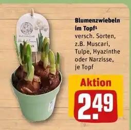REWE Blumenzwiebeln im Topf Angebot