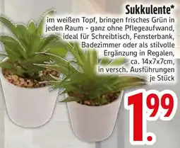 Edeka Sukkulente Angebot