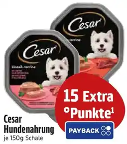 Edeka Cesar Hundenahrung Angebot