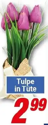 CENTERSHOP Tulpe in Tüte Angebot