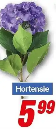 CENTERSHOP Hortensie Angebot