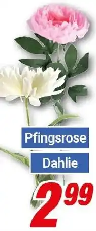 CENTERSHOP Pfingsrose Dahlie Angebot
