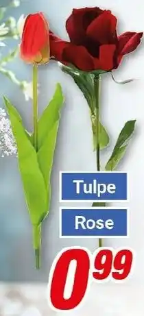 CENTERSHOP Tulpe Rose Angebot