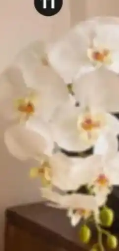 XXXLutz Ambia Deko-Orchidee Angebot