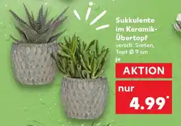 Kaufland Sukkulente im Keramik- Übertopf Angebot