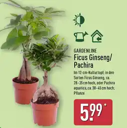 Aldi Nord GARDENLINE Ficus Ginseng/ Pachira Angebot