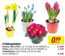 toom Baumarkt Frühlingsblüher Narzisse,,Tête-à-tête", Angebot