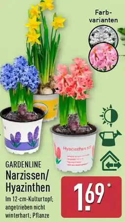 Aldi Nord GARDENLINE Narzissen/ Hyazinthen Angebot