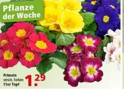 Multi Markt Primeln Angebot