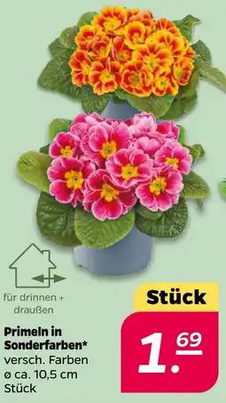 NETTO Primeln in Sonderfarben Angebot