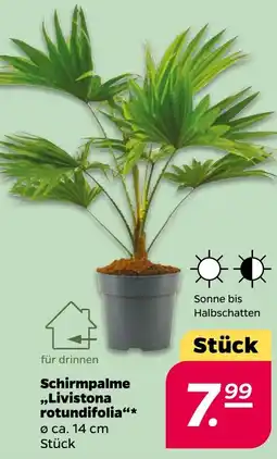 NETTO Schirmpalme ,,Livistona rotundifolia" Angebot