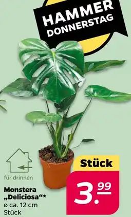 NETTO Monstera ,,Deliciosa" Angebot