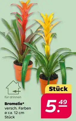 NETTO Bromelie Angebot