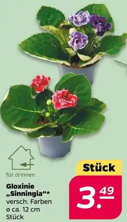 NETTO Gloxinie ,,Sinningia" Angebot