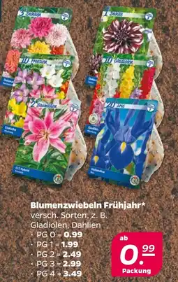 NETTO Blumenzwiebeln Frühjahr PG 0 Angebot