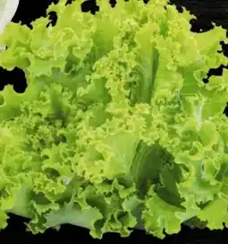 Handelshof Lollo Bionda Angebot