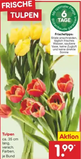 Netto Marken-Discount Tulpen Angebot