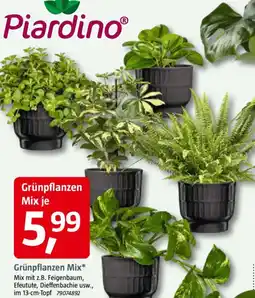 Bauhaus Grünpflanzen Mix Angebot